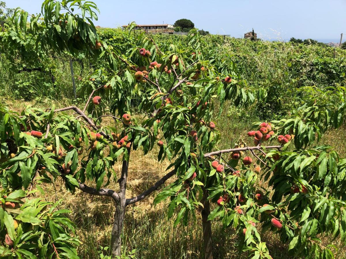 Agriturismo Donna Germana Cirò Marina Eksteriør billede